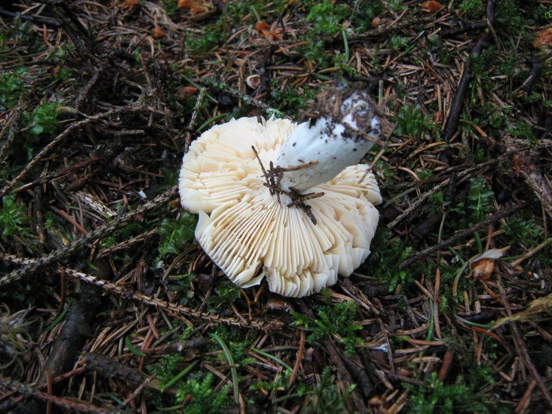 Funghi da Le Piastre